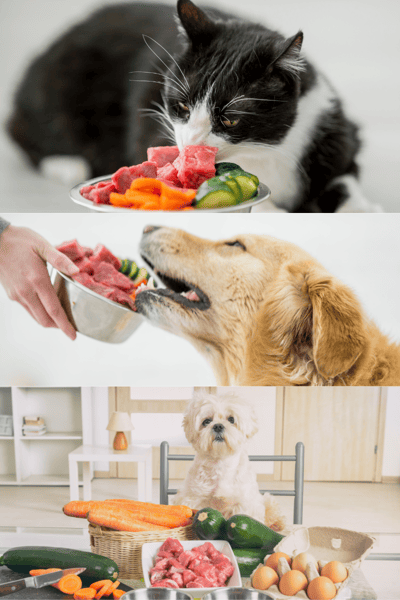 Benefits of feeding 2024 your dog raw food